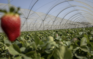 Private Equity Shifts from Cost-Cutting to Value Creation 